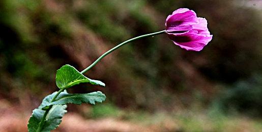 即时战术潜行游戏《疯狂之石》Steam页面上线 明年发售